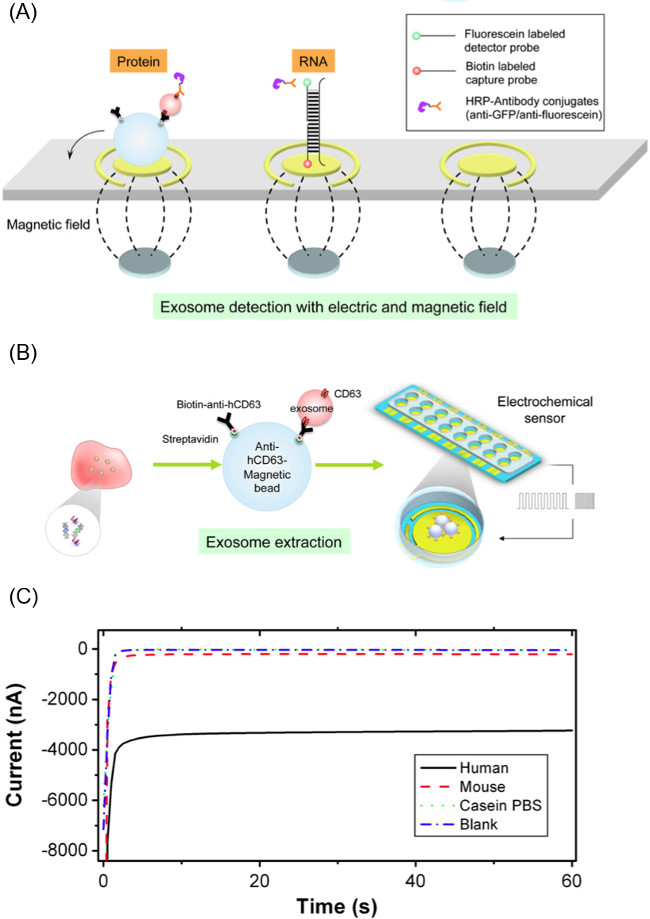 Exosome detection with magnetic field; RNA/protein markers, diagram of electrochemical sensor and graph.
