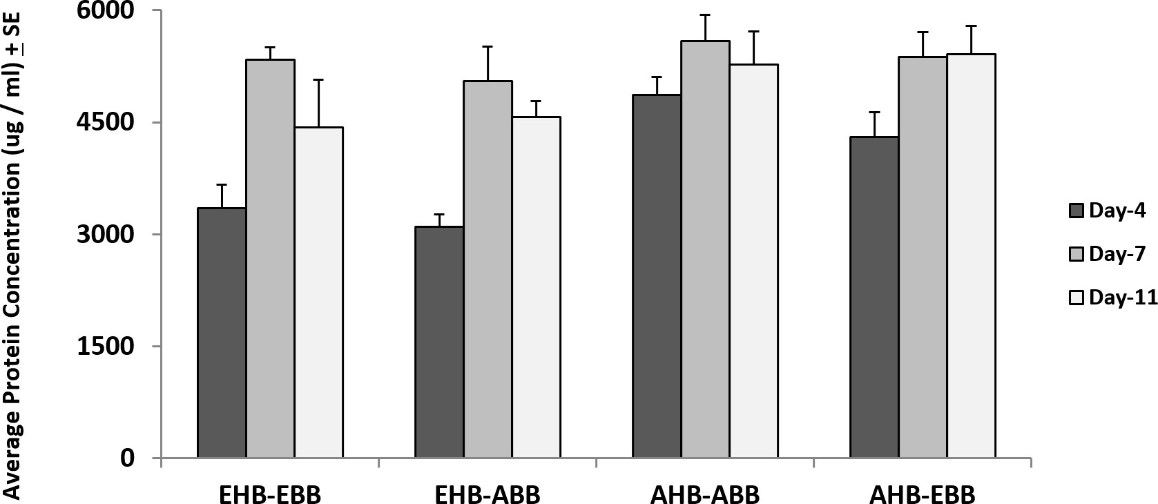 figure-results-3 Bar chart showing average protein concentration (µg/ml) over time with SE; groups: EHB-EBB, EHB-ABB, AHB-ABB, AHB-EBB.