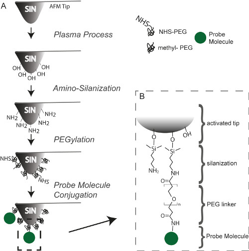 AFM tip preparation diagram with plasma process, amino-silanization, PEGylation, probe conjugation.