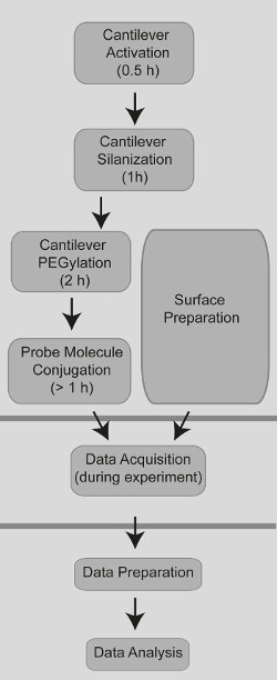 Cantilever surface preparation diagram: activation, silanization, PEGylation, probe conjugation.