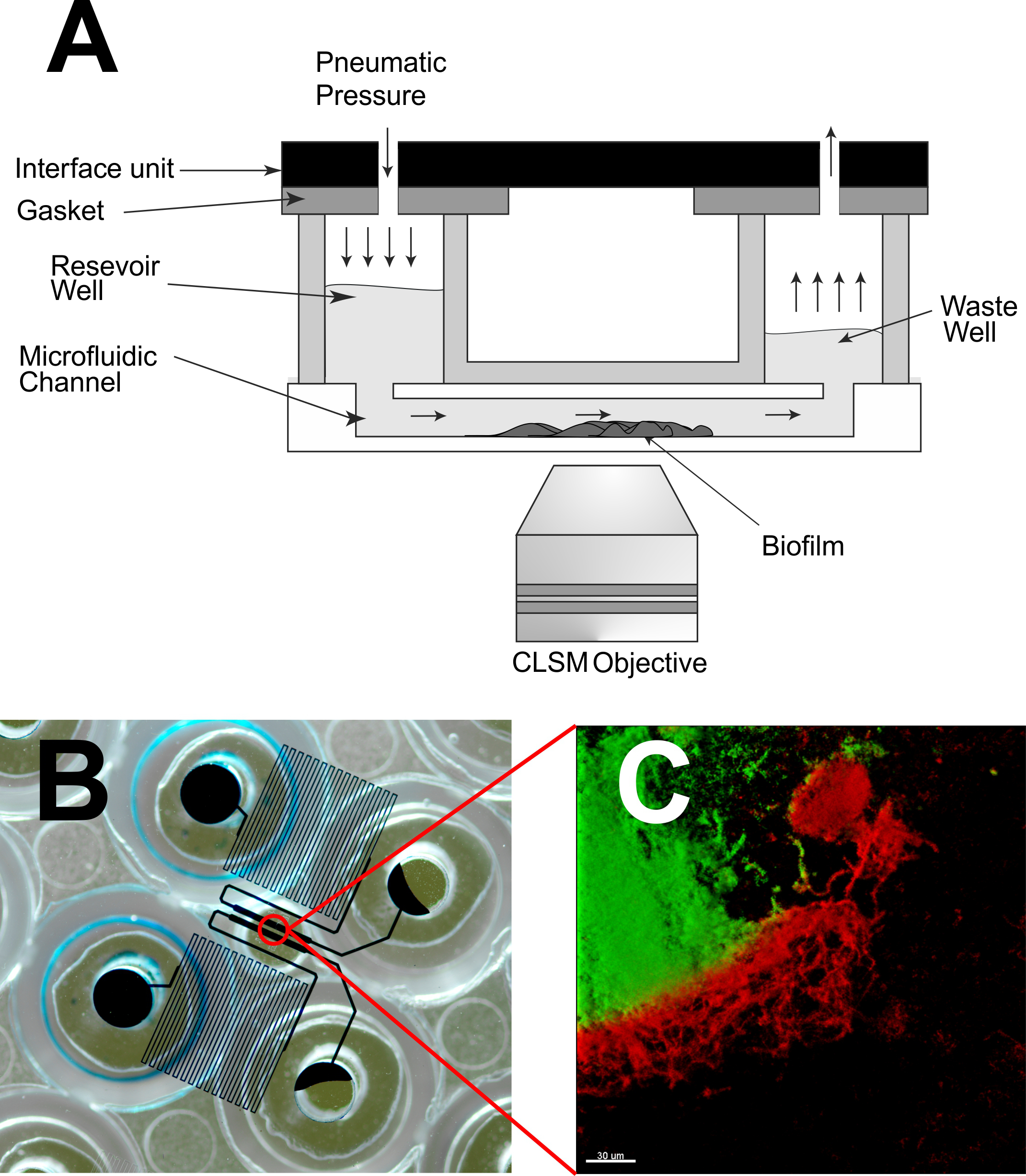 Use of a High-throughput In Vitro Microfluidic System to Develop Oral ...