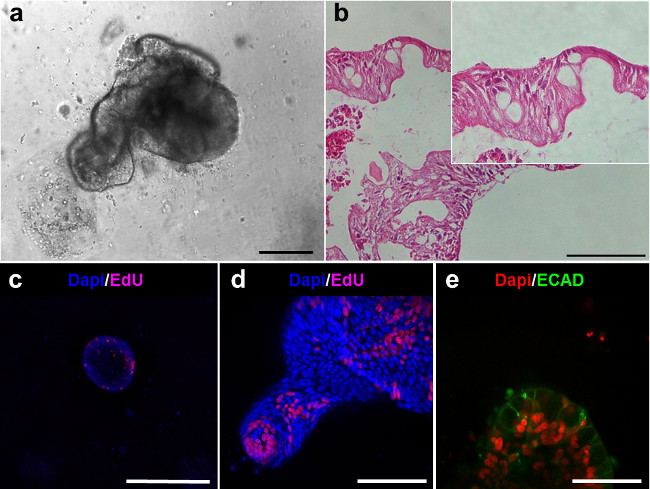figure-results-5 Histology and fluorescence analysis; microscopy images; cell differentiation; Dapi/EdU/ECAD staining.