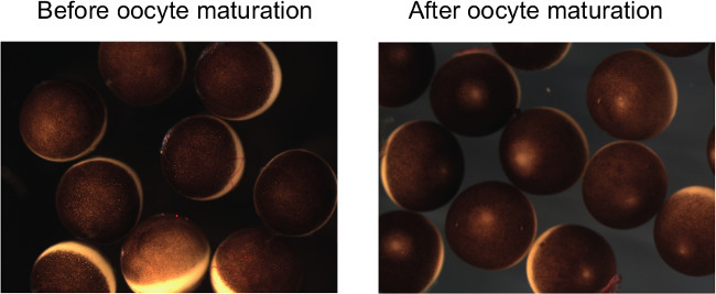 Oocyte maturation comparison; microscope image shows before and after developmental stages.