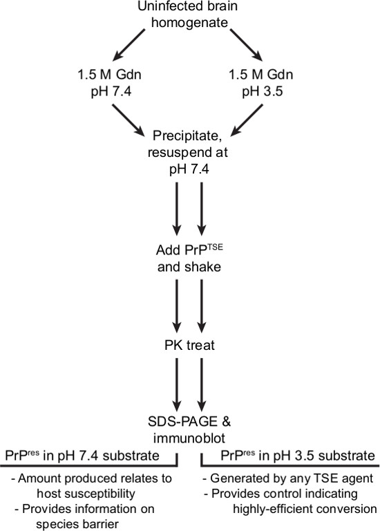 Protein conversion flowchart; uninfected brain homogenate, guanidine (Gdn), pH variation, SDS-PAGE.