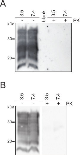 Protein purification; SDS-PAGE results; molecular weight markers; pH influence on protease digestion.