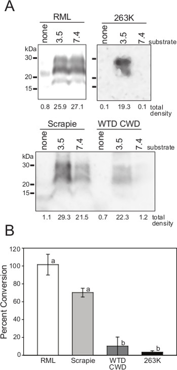 Prion analysis using Western blot and bar graph; comparing RML, Scrapie, WTD CWD, and 263K.