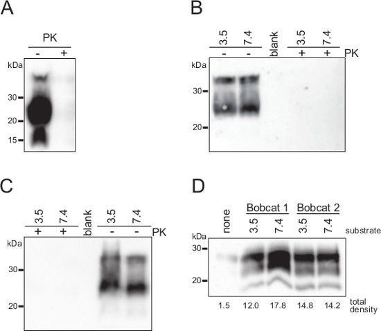 Protein electrophoresis, Western blot analysis, PK effect, kDa markers, density results, pH conditions.