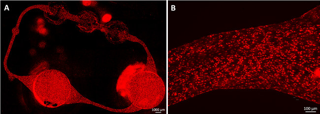 figure-results-2 Fluorescence microscopy image of cellular structures; experimental setup shows protein localization.