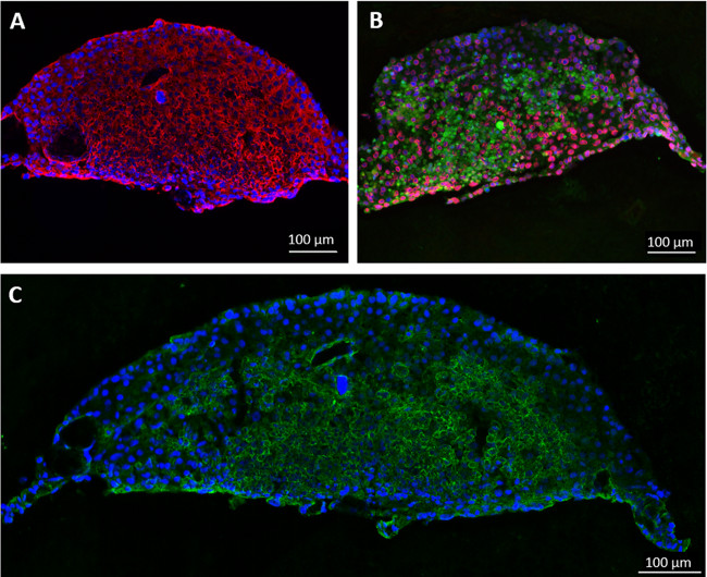 figure-results-3 Fluorescence microscopy; cellular structure; overlay; protein expression analysis; histological study.