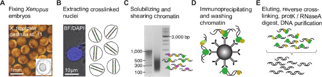 Fixing embryos, chromatin extraction, shearing, immunoprecipitation, DNA purification diagram.