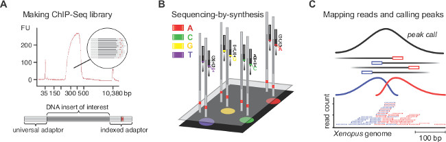 ChIP-Seq library preparation and sequencing method diagrams for DNA analysis and peak mapping results.