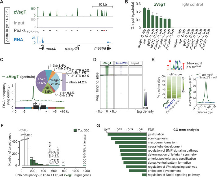 zVegT gene regulation; DNA-binding sites and motifs; bar graph, pie chart, motif analysis graphs.