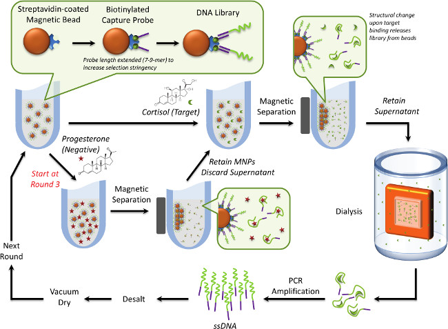 Streptavidin magnetic bead assay diagram; DNA separation, capture probes, PCR amplification process.