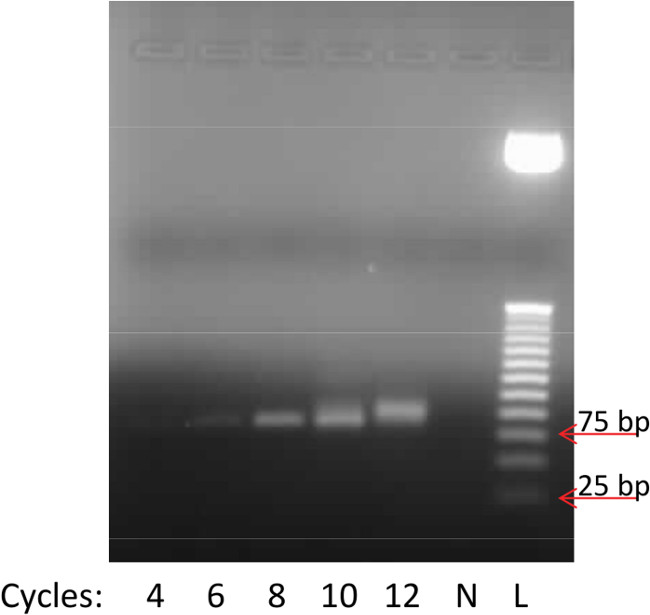 Gel electrophoresis result, DNA bands, PCR cycles 4-12, ladder showing 25-75 bp markers.