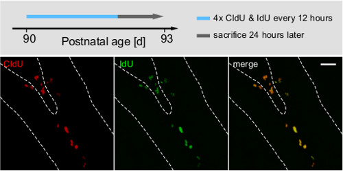 Static equilibrium; DNA labeling diagram with CldU/IdU for cell cycle analysis; fluorescence microscopy.