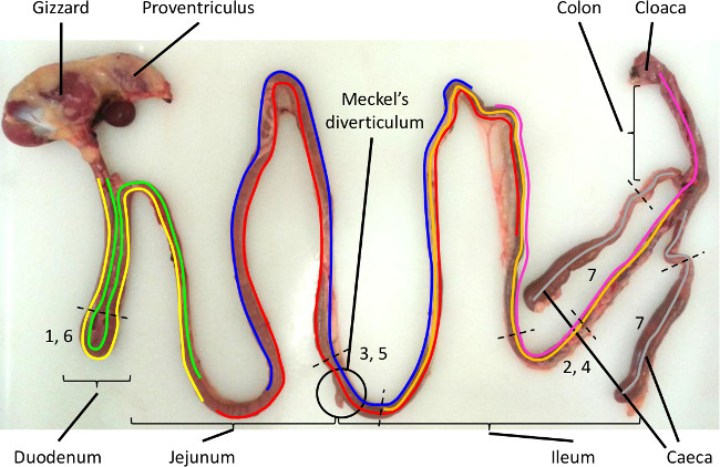 figure-results-1 Bird digestive system diagram highlighting organs and sections including gizzard and cloaca anatomy.