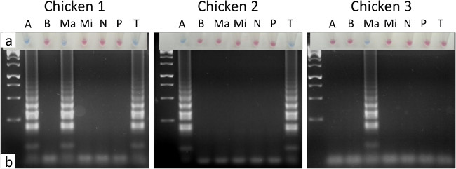 figure-results-2 Electrophoresis gel results for DNA analysis across three chicken samples, visualizing band patterns.
