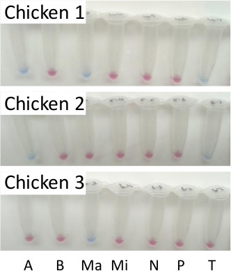 figure-results-3 Protein electrophoresis results, seven samples, labeled chicken 1-3, A-T, in centrifuge tubes.
