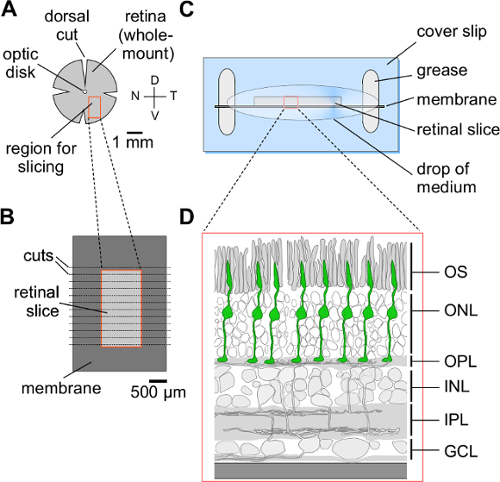 Retina sectioning diagram; retinal slice preparation for microscopy; anatomical labeling.