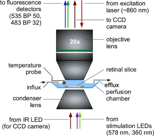 Fluorescence microscopy setup diagram with excitation laser and retinal slice in perfusion chamber.