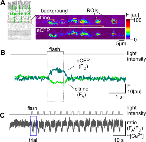 Calcium imaging fluorescence signals chart; eCFP, citrine, ROIs analysis, light intensity response.