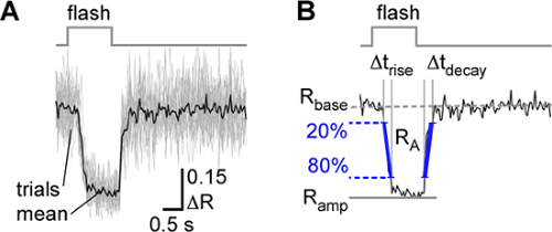 Flash response analysis; graphs showing optical signal ΔR dynamics and temporal parameters.