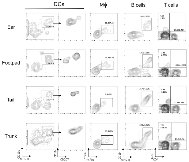 Flow cytometry contour plots; immune cell analysis; DCs, MΦ, B, T cells in ear, footpad, tail, trunk.