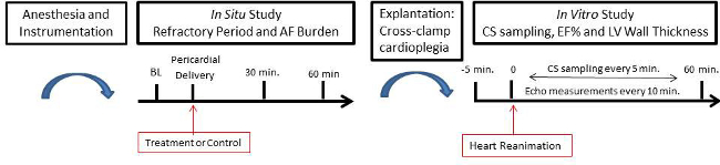 Anesthesia setup, cardiac study timeline; in situ, in vitro methods; heart reanimation process diagram.