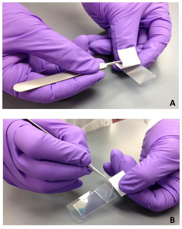 Microscopy sample prep with tweezers, tape on slide; materials analysis method.