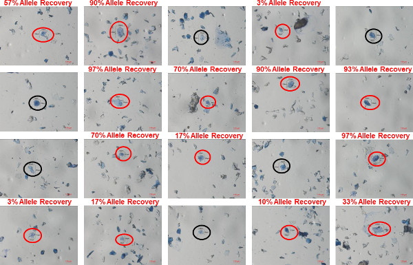 Allele recovery results; microscope images with varying percentage annotations in genetic experiment.