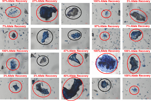 Microscope images of allele recovery experiment showing varied recovery percentages on samples.