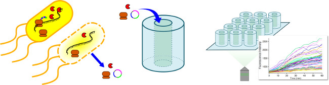 figure-results-1 Bacterial gene expression, fluorescence assay diagram, protein interaction, spectroscopic analysis.