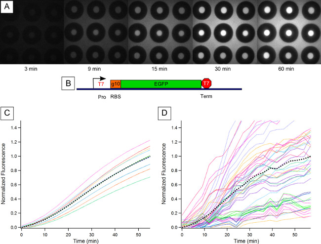 figure-results-3 Time-lapse fluorescence assay; EGFP gene expression analysis; fluorescence intensity graphs.