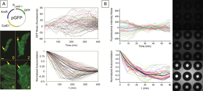 figure-results-4 Diagram of GFP expression in plasmid vector with fluorescence intensity and autocorrelation graphs.