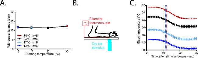 Thermal response analysis: graphs, stimulus setup, latency, temperature-dependent effects in experiment.