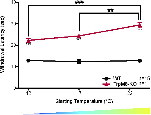 Withdrawal latency vs temperature graph; WT vs TrpM8-KO results; temperature effect analysis.