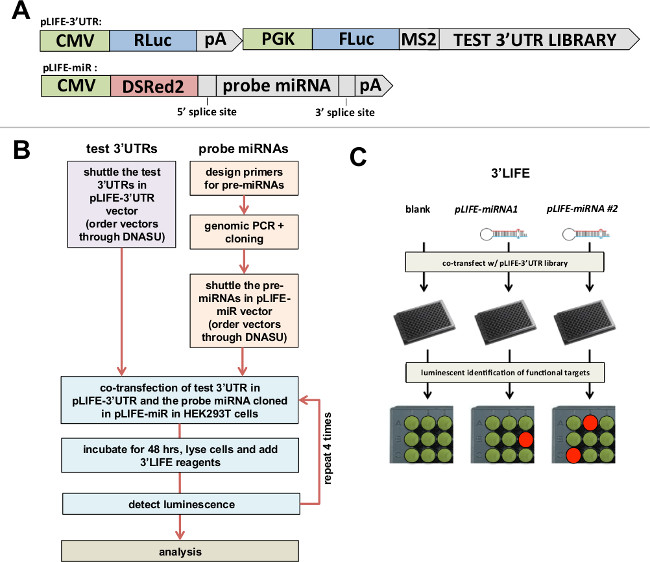 Detection of miRNA Targets in High-throughput Using the 3'LIFE Assay