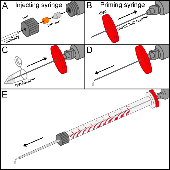 Syringe diagram for lysolecithin injection process, featuring setup components and method steps.