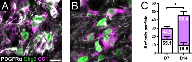 Cell differentiation analysis; immunofluorescence images of PDGFRα/Olig2/CC1; bar graph results.