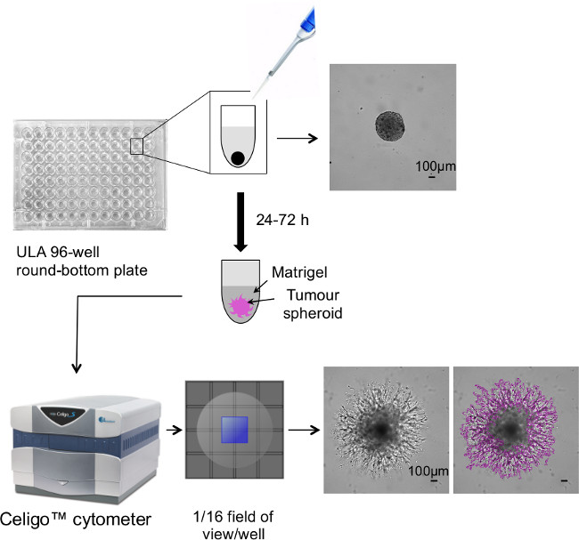 Tumor spheroid growth in 96-well plate using Matrigel, analyzed by Celigo cytometer, diagram.