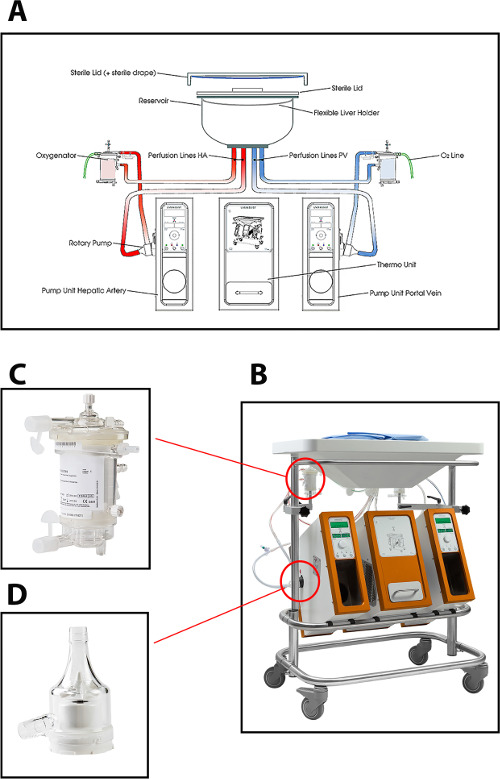 figure-introduction-1 Liver perfusion system diagram: rotary pump setup, oxygenation process, flexible liver holder.