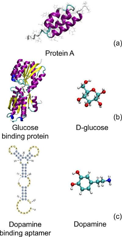 Strutture e interazioni proteiche: proteina A, proteina glucosio, aptamero dopamina; Diagrammi molecolari.