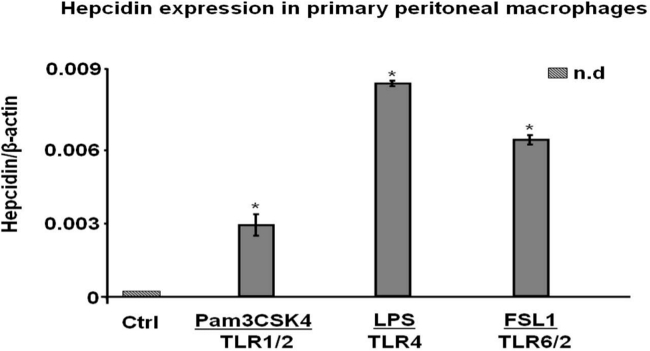 figure-results-2 Hepcidin expression graph in macrophages; bar chart; TLR-induced response; β-actin normalization.
