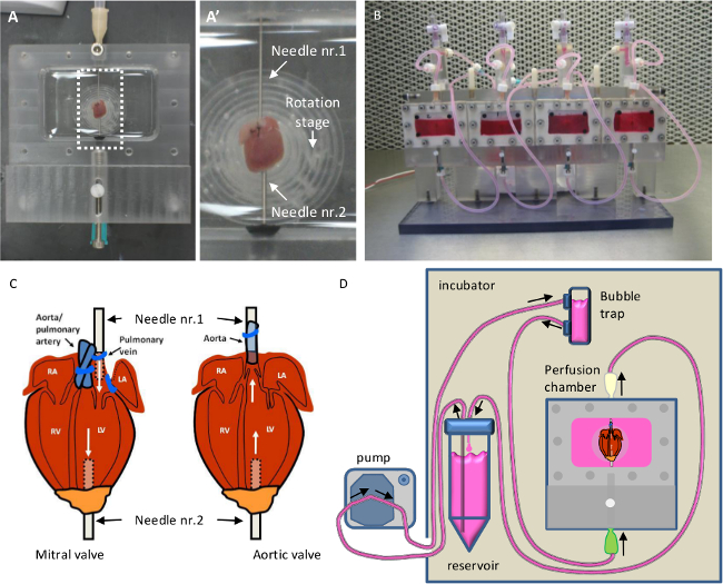 Culturing Mouse Cardiac Valves in the Miniature Tissue Culture System