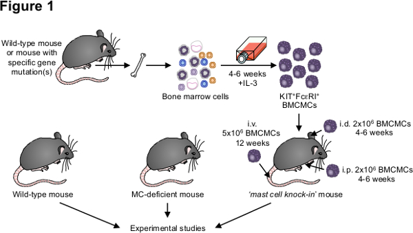 Mouse model diagram; bone marrow cells, gene mutation, mast cell development, experimental studies.