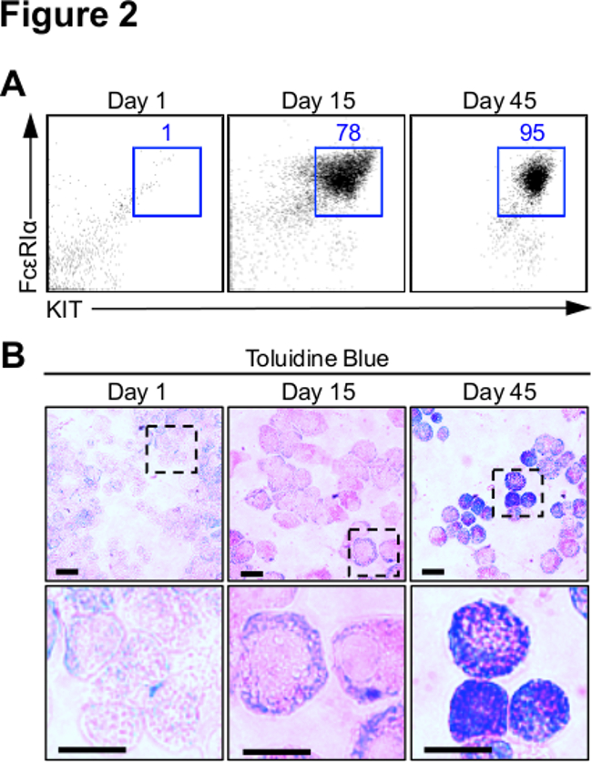 Flow cytometry and toluidine blue staining diagrams showing KIT and FcεRIα expression over 45 days.
