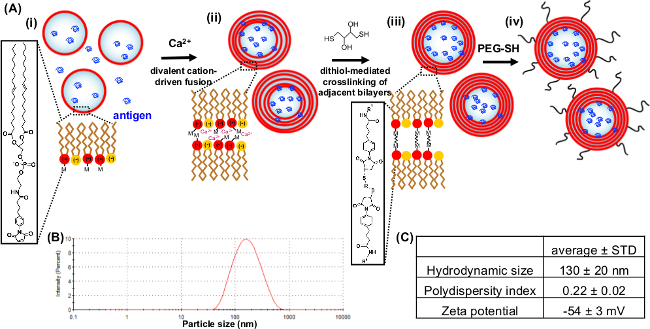 figure-results-1 Lipid vesicle crosslinking process diagram with nanoparticle size distribution graph and measurement data.