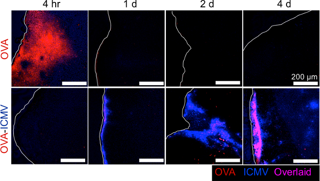 figure-results-2 Microscopy time-lapse showing OVA and OVA-ICMV distribution over 4 days, 200 μm scale, fluorescence.