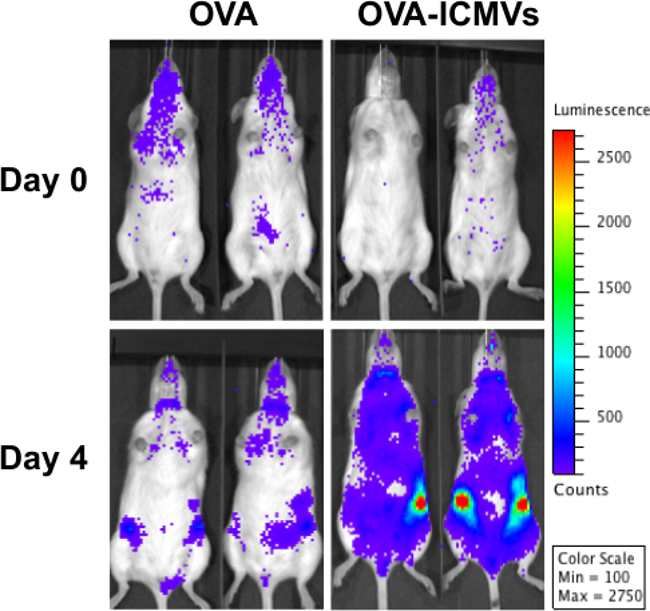 figure-results-3 Luminescence imaging of mice with OVA treatments; comparative analysis on Day 0 and Day 4.