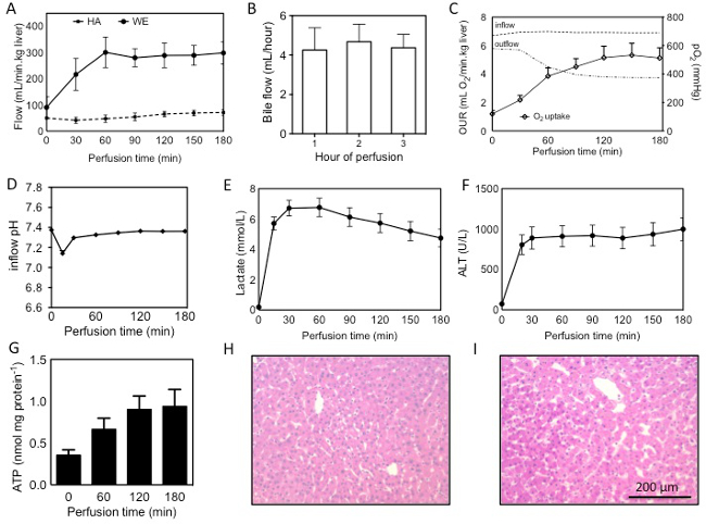 figure-results-1 Liver perfusion results, graphs of flow, bile, pH, lactate, ATP; microscopic liver tissue images.